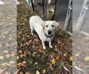 Mother of the Labrador Retriever puppies born on 12/30/2023