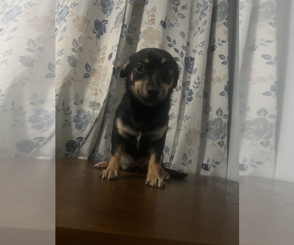 Medium Photo #7 Chihuahua Puppy For Sale in DURHAM, CT, USA