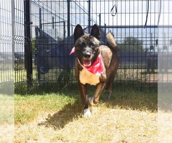 Medium Photo #1 Akita Puppy For Sale in San Antonio, TX, USA
