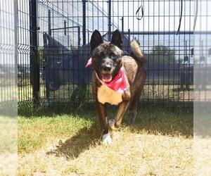 Akita Dogs for adoption in San Antonio, TX, USA