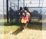 Small Akita