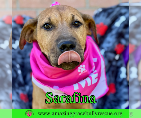 Medium Photo #10 Bulldog-Labrador Retriever Mix Puppy For Sale in Pensacola, FL, USA