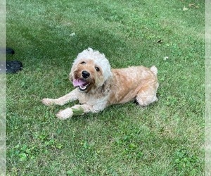 Mother of the Cockapoo (Miniature) puppies born on 10/14/2025