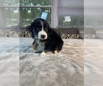 Small #10 Australian Shepherd