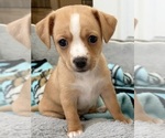 Puppy Maci Chiweenie-Shih Tzu Mix