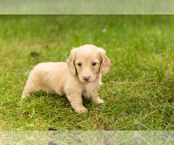 Medium Photo #6 Dachshund Puppy For Sale in MILFORD, IN, USA