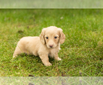 Puppy 2 Dachshund