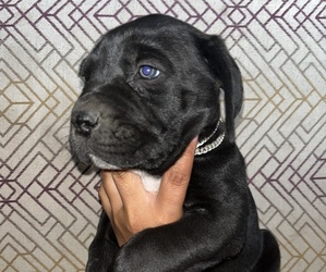 Cane Corso Puppy for sale in PENASCO, NM, USA