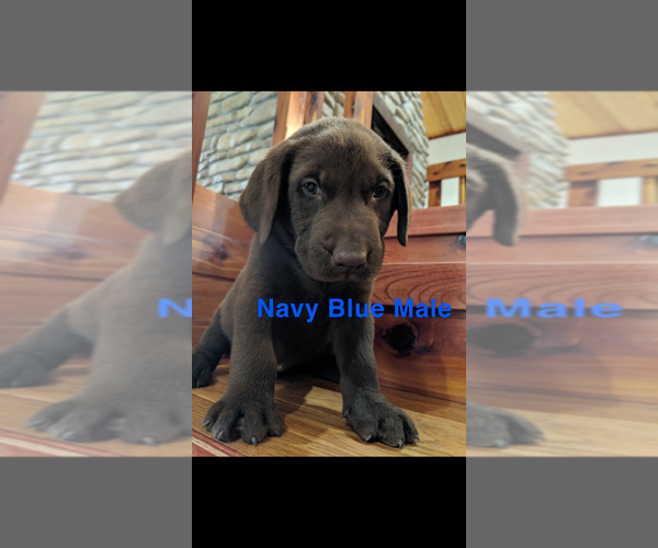Medium Photo #16 Labrador Retriever Puppy For Sale in BRADLEYVILLE, MO, USA
