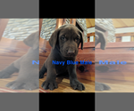 Small Photo #16 Labrador Retriever Puppy For Sale in BRADLEYVILLE, MO, USA