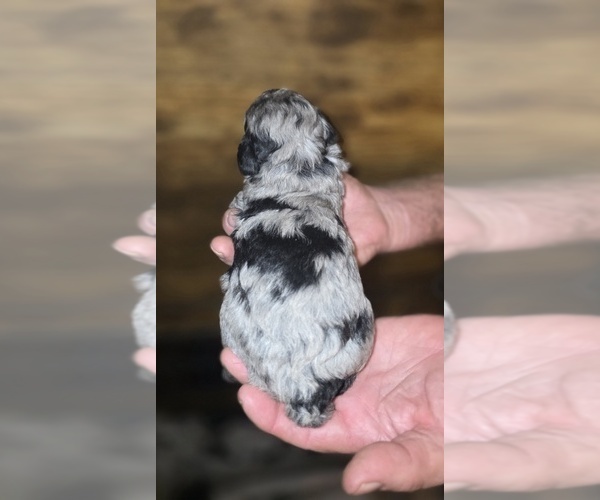 Medium Photo #6 Poodle (Toy) Puppy For Sale in DYERSBURG, TN, USA