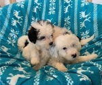 Small Photo #7 Miniature Bernedoodle Puppy For Sale in LEETONIA, OH, USA