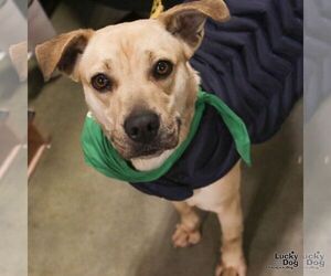 Brandice - Female Retriever -Unknown Mix Dog for Adoption - Photo #6