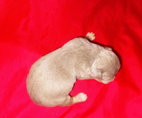 Medium Photo #13 American Bully Puppy For Sale in TRENTON, NJ, USA