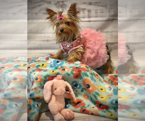 Medium Photo #1 Yorkshire Terrier Puppy For Sale in SARASOTA, FL, USA