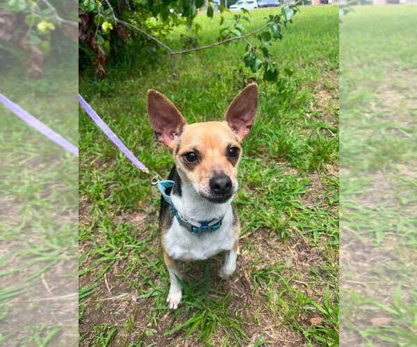 Medium Photo #2 Chihuahua-Unknown Mix Puppy For Sale in Candler, NC, USA