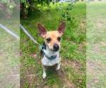 Small #1 Chihuahua Mix