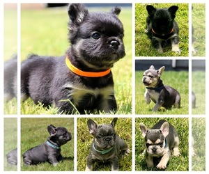 French Bulldog Puppy for sale in CORONA, CA, USA