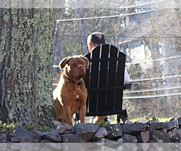 Medium Photo #1 Dogue de Bordeaux Puppy For Sale in ATTLEBORO, MA, USA
