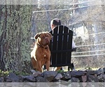 Small Photo #1 Dogue de Bordeaux Puppy For Sale in ATTLEBORO, MA, USA