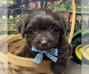 Shorkie Tzu Puppy for sale in SELLERSBURG, IN, USA