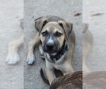 Small #3 Boxer Mix