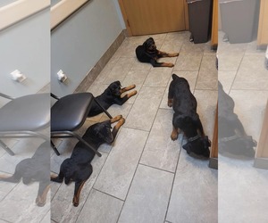 Rottweiler Dogs for adoption in Belleuve, NE, USA