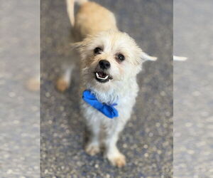 Maltese-Unknown Mix Dogs for adoption in Phoenix, AZ, USA