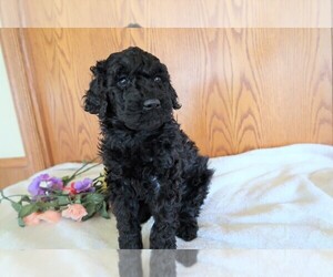 Poodle (Standard) Puppy for sale in BLOOMINGTON, IL, USA