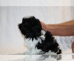 Small #28 ShihPoo