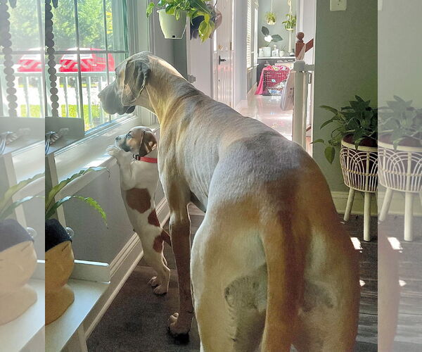 Medium Photo #7 American Pit Bull Terrier-Treeing Walker Coonhound Mix Puppy For Sale in Spotsylvania, VA, USA