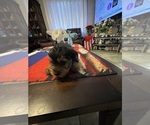 Small #1 Yorkshire Terrier