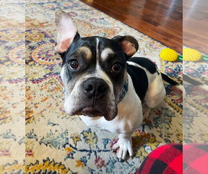 Stinkbug - Male Bulldog-Unknown Mix Dog for Adoption - Photo #4