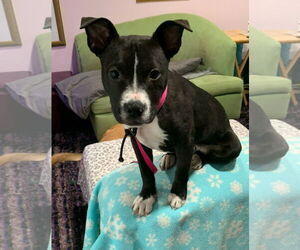 Mutt Dogs for adoption in Euless, TX, USA