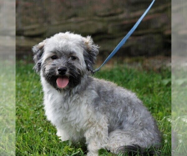 Medium Photo #1 Havanese Puppy For Sale in DANVILLE, PA, USA