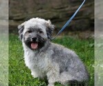 Small Photo #1 Havanese Puppy For Sale in DANVILLE, PA, USA