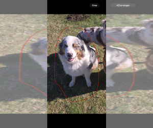 Father of the Australian Shepherd puppies born on 01/19/2026