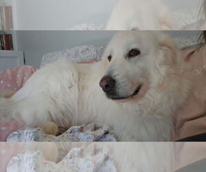 Milana - Female Great Pyrenees Dog for Adoption - Photo #4