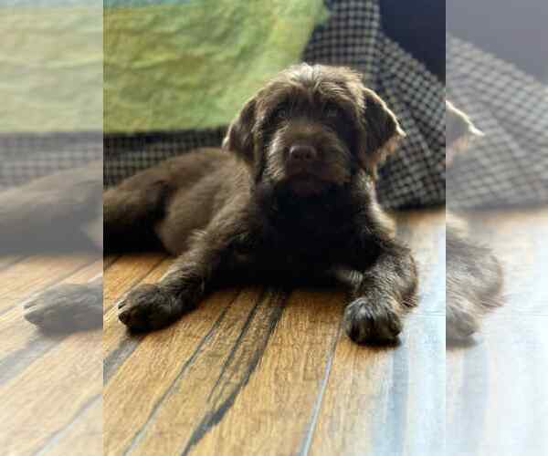 Medium Photo #1 Labrador Retriever-Unknown Mix Puppy For Sale in Shillington, PA, USA