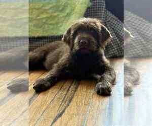 Labrador Retriever-Unknown Mix Dogs for adoption in Shillington, PA, USA