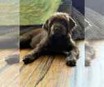 Small Labrador Retriever Mix