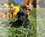 Small #11 Labrador Retriever