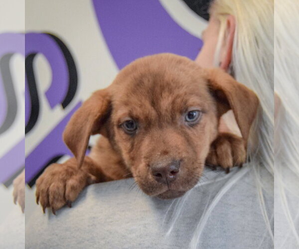 Medium Photo #4 Catahoula Leopard Dog-Labrador Retriever Mix Puppy For Sale in Huntley, IL, USA