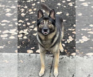 German Shepherd Dog-Unknown Mix Dogs for adoption in Plainfield, IL, USA