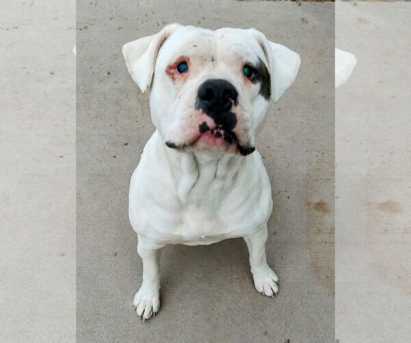 Medium Photo #2 Bull-Boxer Puppy For Sale in Pena Blanca, NM, USA