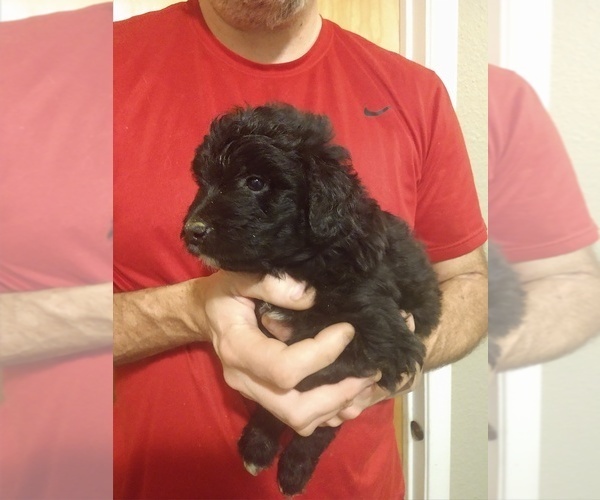 Medium Photo #4 Aussiedoodle Puppy For Sale in MARION, TX, USA