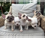 Small #4 French Bulldog