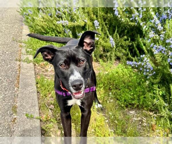 Medium Photo #1 American Pit Bull Terrier-Unknown Mix Puppy For Sale in Petaluma, CA, USA