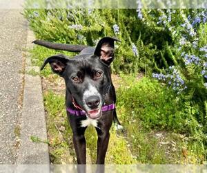 American Pit Bull Terrier-Unknown Mix Dogs for adoption in Petaluma, CA, USA