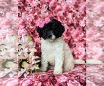 Small Photo #1 Poodle (Miniature)-Sheepadoodle Mix Puppy For Sale in GLEN ROCK, PA, USA